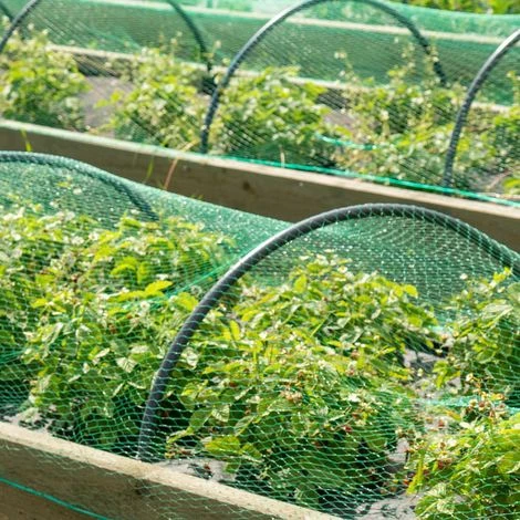 WILTEC Filet Anti-oiseaux Polyéthylène 2x5m Maille 15x15mm Résistant Intempéries Et UV Protection Bassin – Image 3