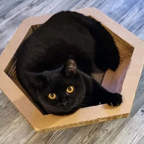 WILTEC Griffoir Carré Meuble Pour Chat Entretien De Griffes Grattoir Patin à Gratter Animaux Jeux – Image 2