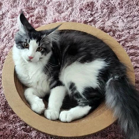 WILTEC Griffoir Rond Plat Carton Meuble Pour Chat Entretien De Griffes Grattoir Patin à Gratter Animaux – Image 2